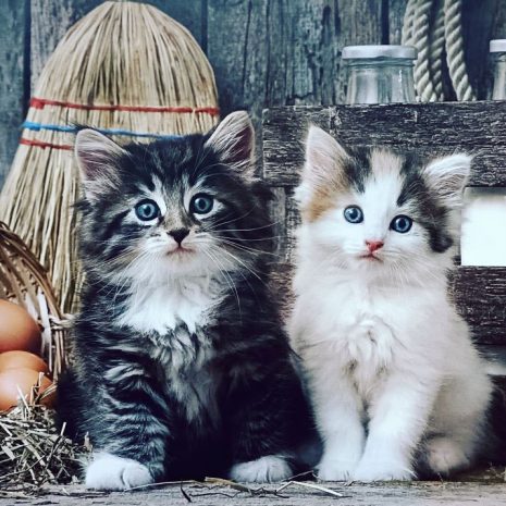 lovely_kittens